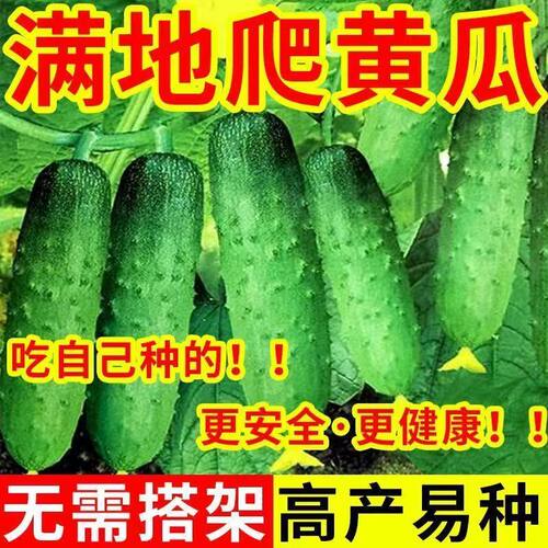 春季黄瓜种子满地爬高产易种无需搭架蔬菜种子全日照