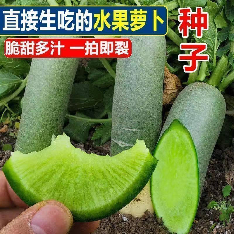 冰糖水果萝卜生吃脆甜农家蔬菜四季高产易播种阳台盆栽沙窝绿萝卜