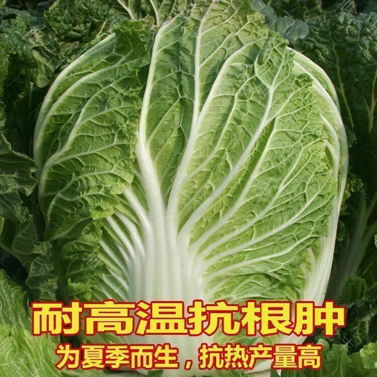 夏季白菜籽正品原夏阳白50天早熟白菜高抗热包心白菜夏季蔬菜种子