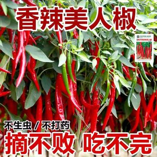 美人椒树种子一年四季种美人辣椒籽高产特辣盆栽农家大红辣椒种籽