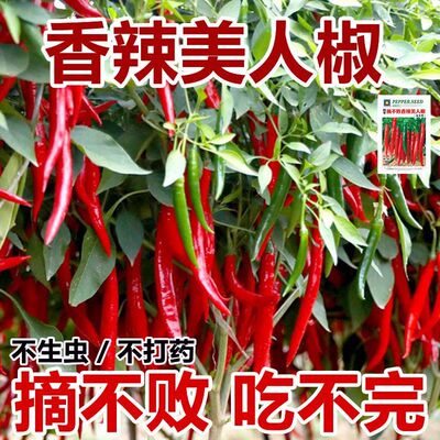 美人椒树种子一年四季种美人辣椒籽高产特辣盆栽农家大红辣椒种籽