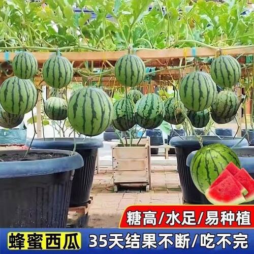 新品超甜蜂蜜小西瓜种子无籽小西瓜四季种植阳台庭院盆栽薄皮西瓜