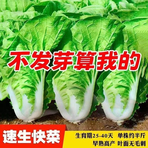 四季奶油快菜种子小白菜菜籽耐热速生快菜