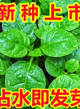 【摘完又长】大叶木耳菜种子肉厚夏天耐高温四季阳台盆栽蔬菜种籽