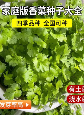【四季大叶香菜】菜籽阳台盆栽四季耐热芫荽种子农家庭院阳台