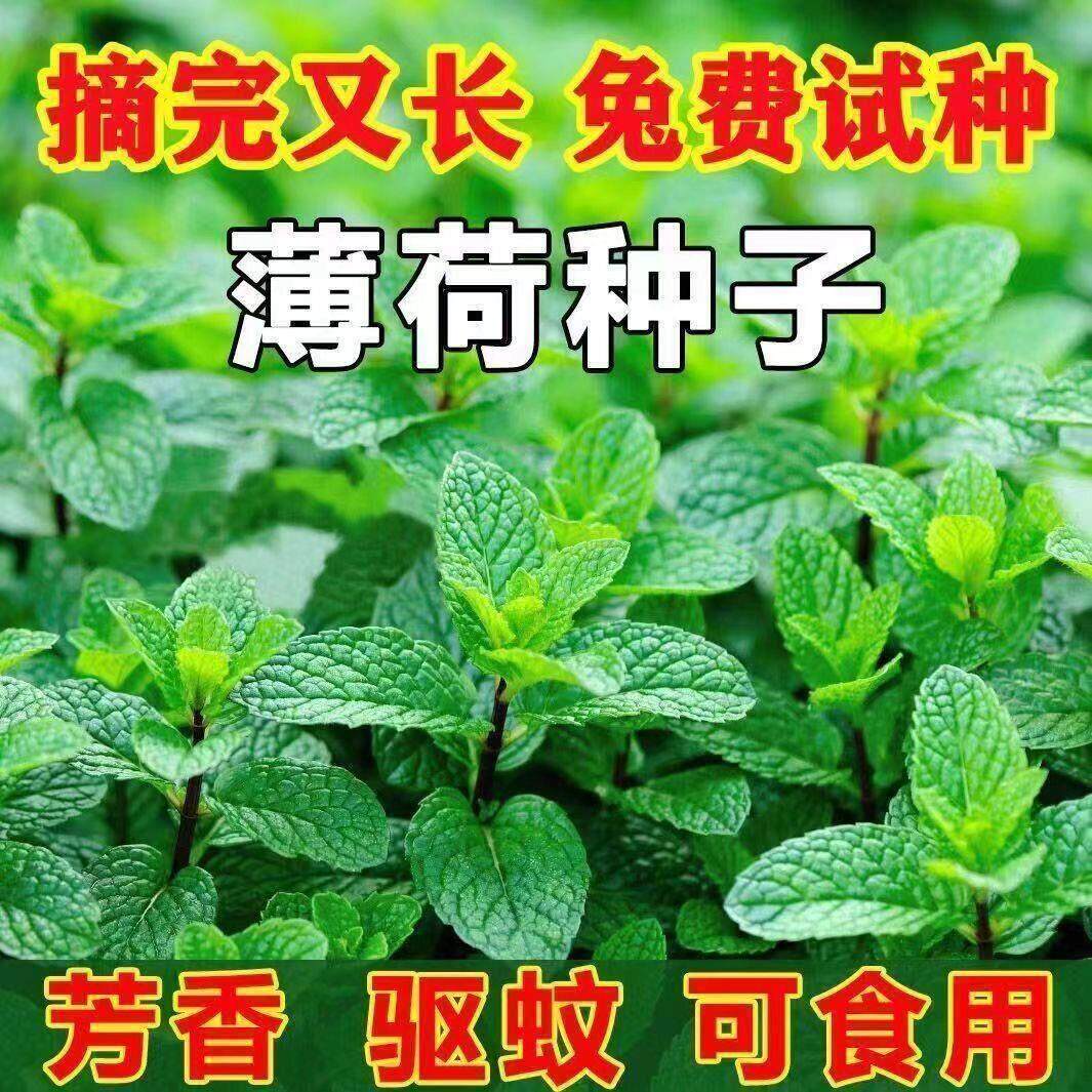 薄荷种籽子可食用四季播种香水留兰香猫薄荷种子驱蚊室内阳台盆栽
