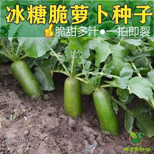 冰糖水果蘿卜生吃脆甜農(nóng)家蔬菜四季 高產(chǎn)易播種陽臺(tái)盆栽沙窩綠蘿卜