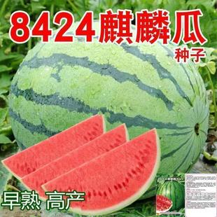 8424麒麟懒汉西瓜超甜美都甜王无籽四季蔬菜水果南方花皮西瓜新鲜