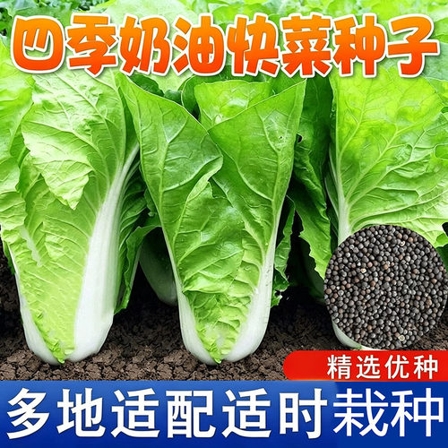 速生快菜四季奶油小白菜鲜嫩阳台小院耐热耐寒抗病蔬菜茽