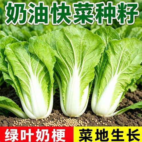 快菜种籽四季奶油小白菜鲜嫩阳台小院耐热耐寒蔬菜种源