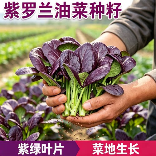 【耐热紫罗兰紫油菜】种籽紫色上海青小青菜四季播阳台盆栽蔬菜