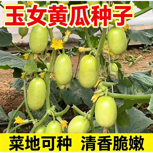 脆甜无渣玉女水果黄瓜种子迷你小黄瓜籽生吃春秋种植阳台盆栽种子