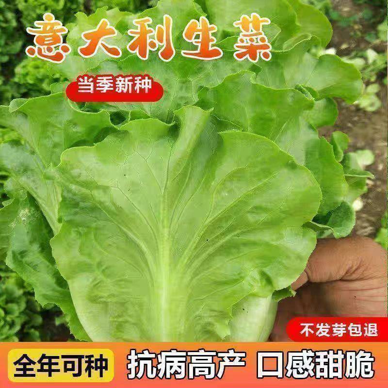 耐寒意大利生菜菜种子耐