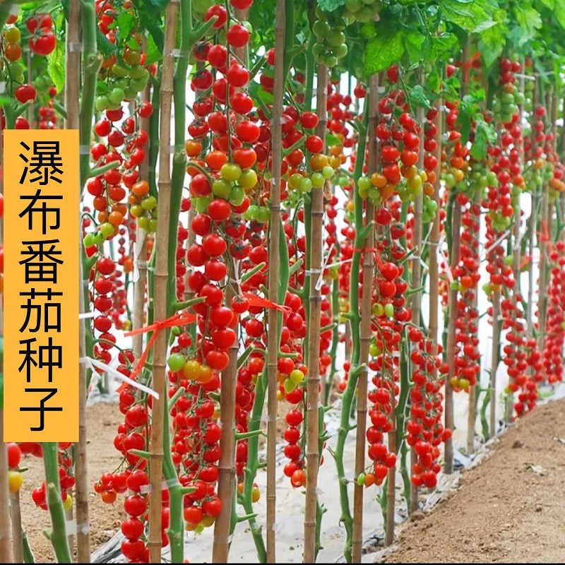 【瀑布小番茄种子】樱桃番茄小西红柿种子小院阳台种植蔬菜水果籽