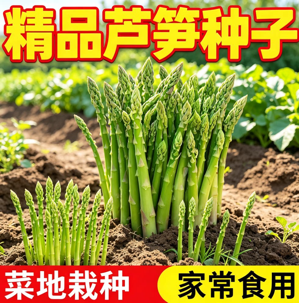 绿芦笋种籽 清香芦笋菜籽 家庭菜园栽培 阳台盆栽多年生蔬菜种籽