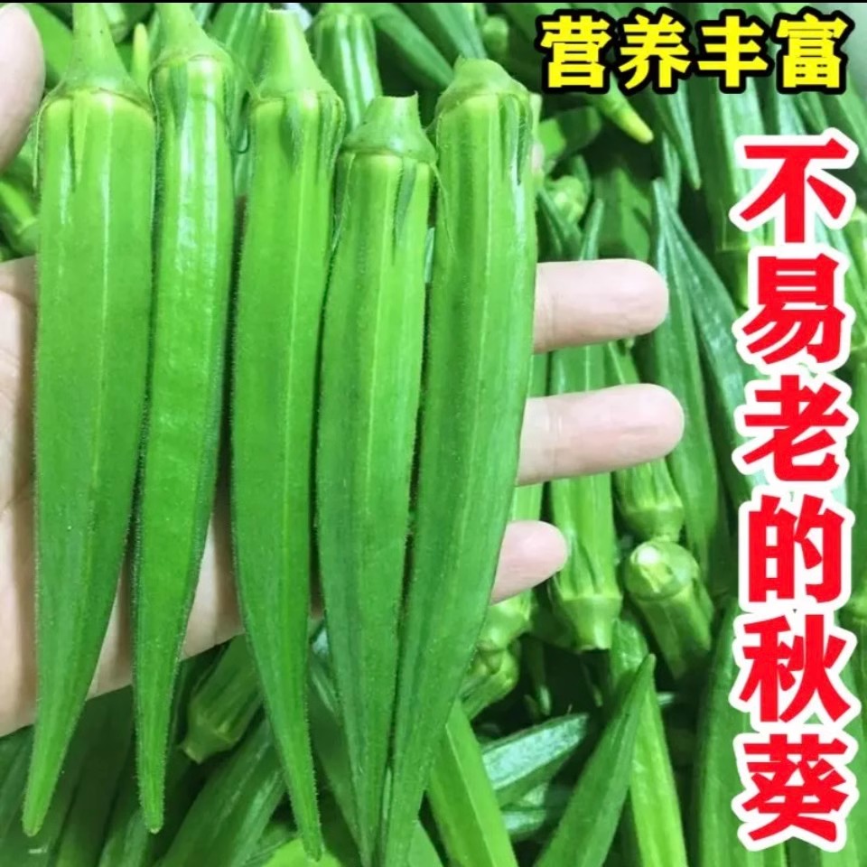 【水果秋葵种子】不易老高产绿秋葵种子籽红秋葵简单修剪播种种植