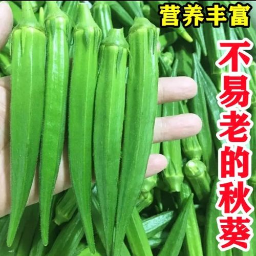 【水果秋葵种子】不易老高产秋葵种子籽红秋葵简单修剪播种种植