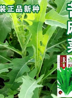 苦麻菜野生种子曲曲菜种子白苋菜种子四季苦马苋菜籽食用苦葛麻