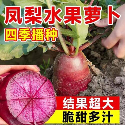 凤梨水果萝卜，脆脆甜甜