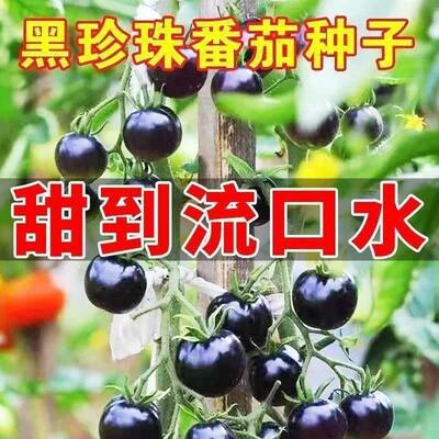 黑番茄种子超甜西黑柿老品种西红柿种子四季阳台盆栽蔬菜种子籽孑