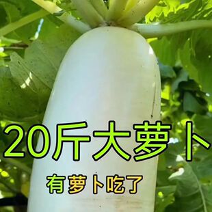 白蘿卜種子蘿卜種子籽九斤王特大白蘿卜四季 播種甜脆櫻桃蘿卜種孑
