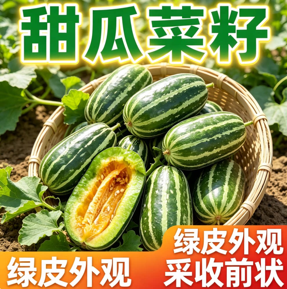 【冰糖子甜瓜种】种植简单适应性强四季种植甜瓜种春季简单
