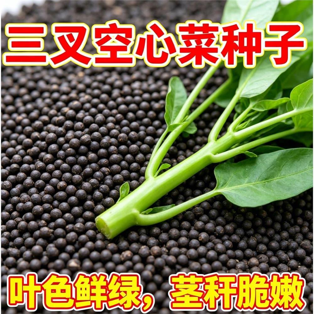 三叉空心菜种籽四季水培
