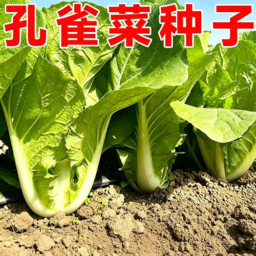孔雀菜不打药不生虫生吃