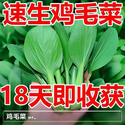 抢10大包 上海鸡毛菜菜籽种子青菜菜种籽蔬菜种孑大全阳台四季