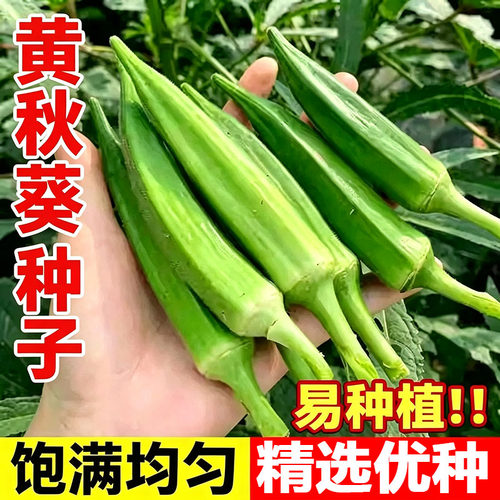 黄秋葵种子不易老黄秋葵种籽可生吃的奶油秋葵菜籽农家种植