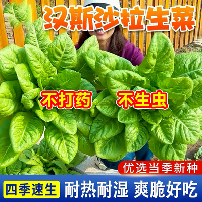 八月沙拉菜，秋播专用