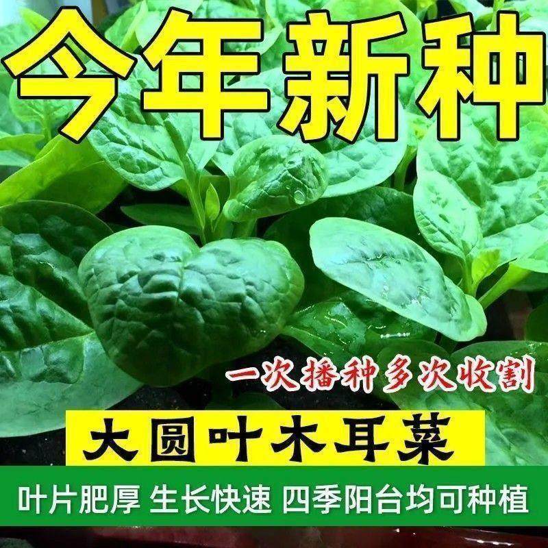 大叶木耳菜种子高钙肉厚夏天耐高温四季室外阳台盆栽农田蔬菜种籽,鲜花速递/花卉仿真/绿植园艺,家庭园艺种子,淘宝优惠券,粉丝福利购,淘宝优惠卷