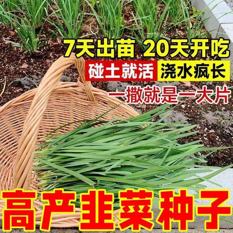宽叶紫根韭菜种子四季高