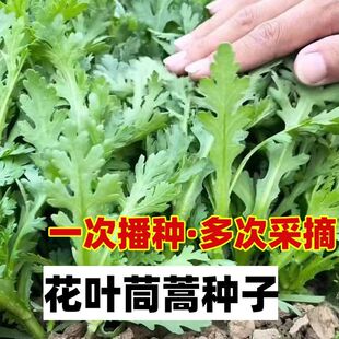 皇帝菜中叶茼蒿菜种子分叉多花叶茼蒿四季青菜春菊菜蔬菜种子大全
