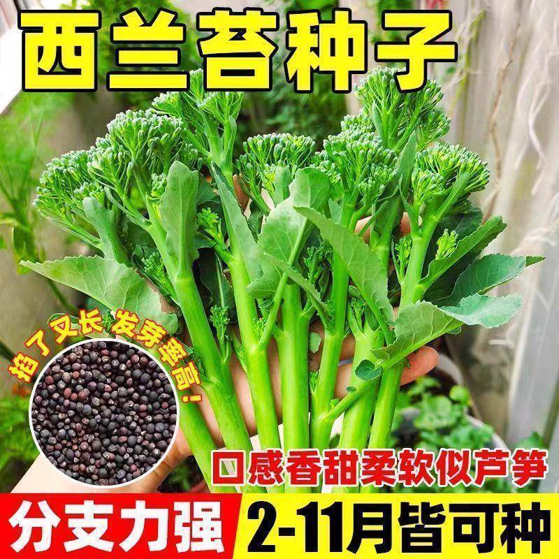 西兰苔种芥兰种籽芥菜苔种四季春种耐热阳台庭院蔬菜种大全