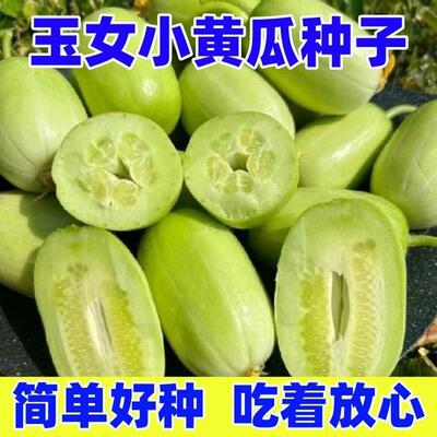 玉女水果黄瓜种子迷你小