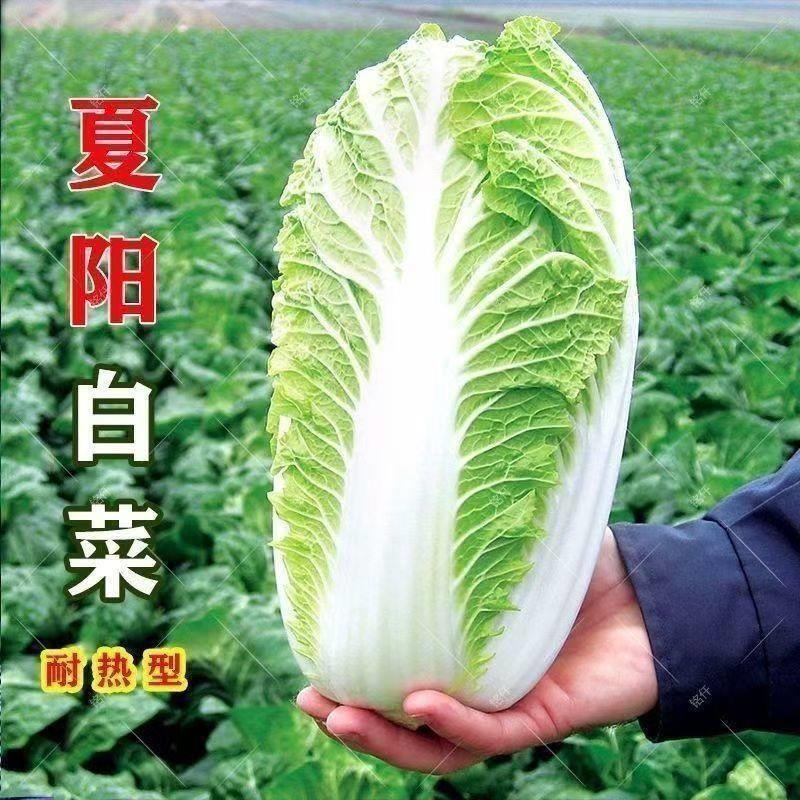 「夏阳白菜」早熟抗热白菜种夏季大白菜耐高温耐热农家蔬菜种孑