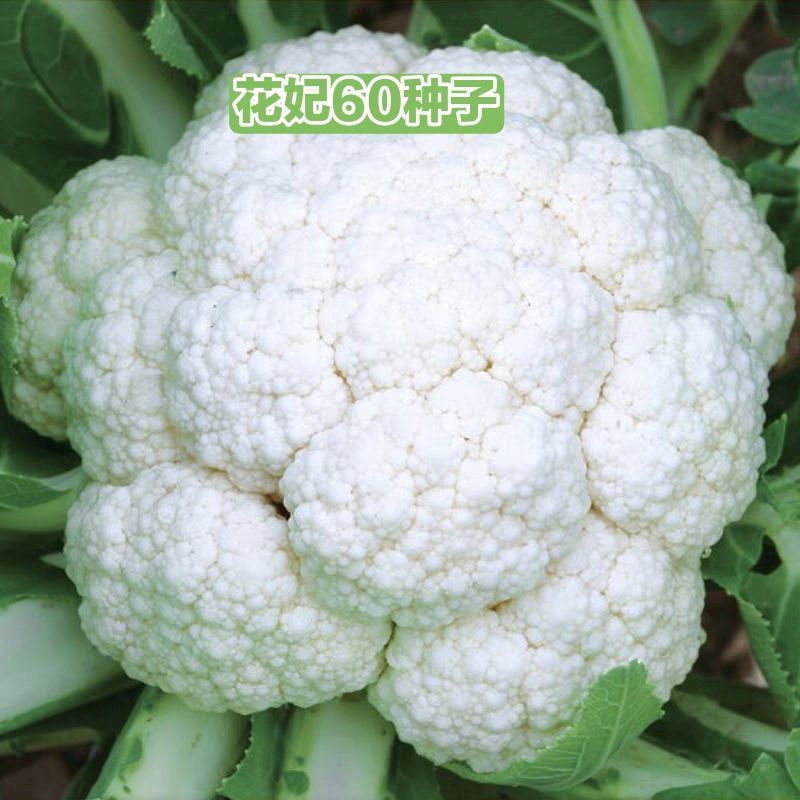 雪妃60天花椰菜种子雪妃早熟耐热菜花秋季花菜蔬菜种籽孑子