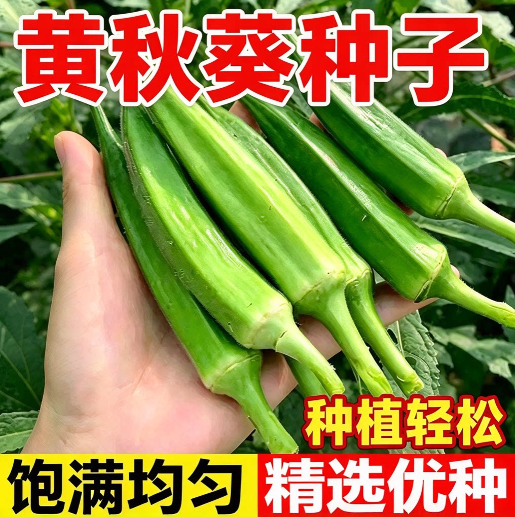 新种黄秋葵菜籽 水果秋葵种子 小院菜园种植 阳台盆栽蔬菜菜籽