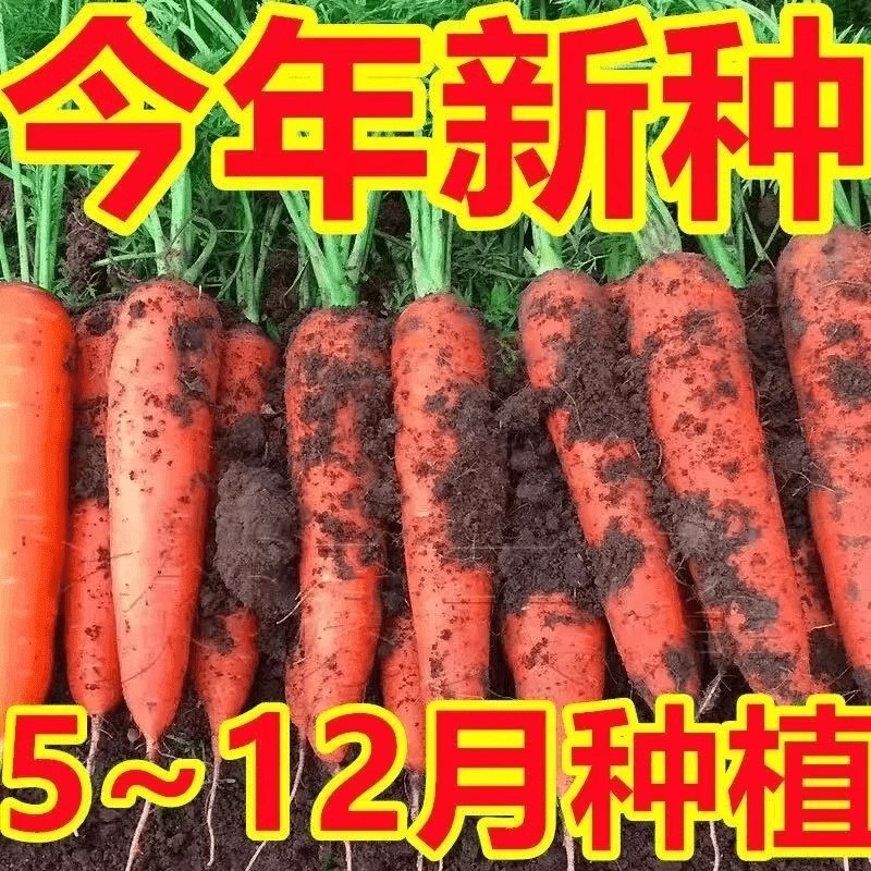 【一年四季生】耐热耐寒胡萝卜种子四季红萝卜种子夏秋播蔬菜种大
