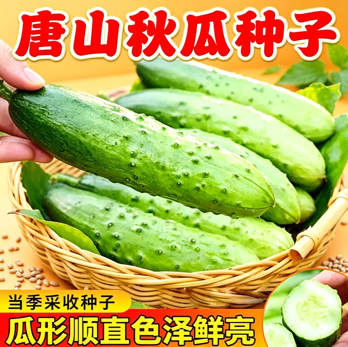 唐山秋瓜种子老品种黄籽