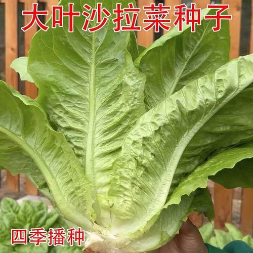 耐高温沙拉菜种子汉斯沙拉菜夏季秋播阳台速生易管理种植高产种籽