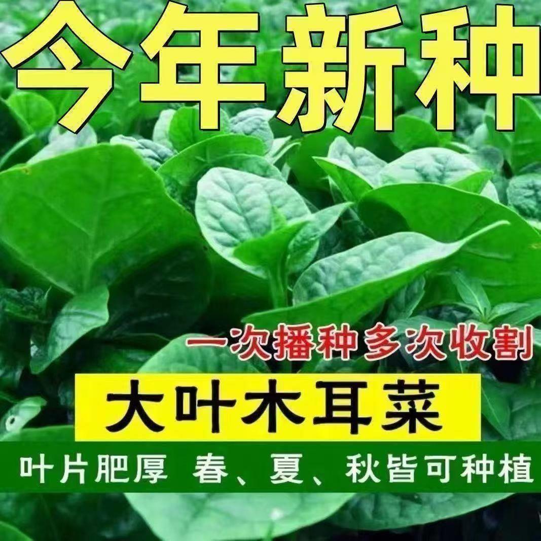 大叶木耳菜种子小青菜阳