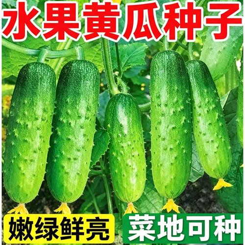 水果黄瓜种子压趴架春秋黄瓜种旱籽大棚阳台蔬菜种子四季盆栽