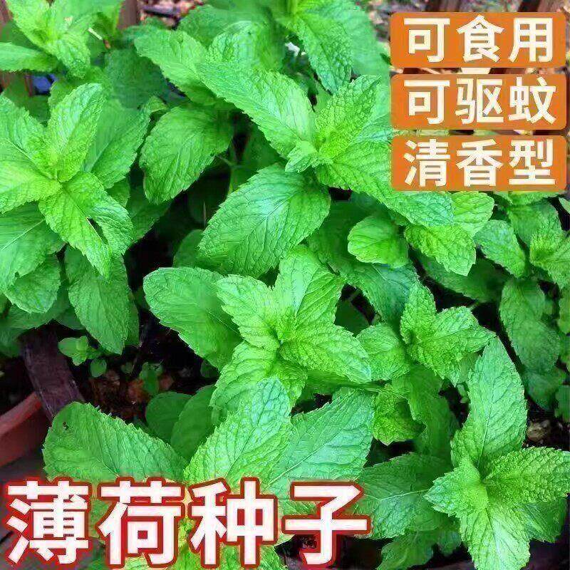 食用薄荷种子柠檬薄荷种子驱蚊花草植物种子四季阳台薄荷盆栽可食