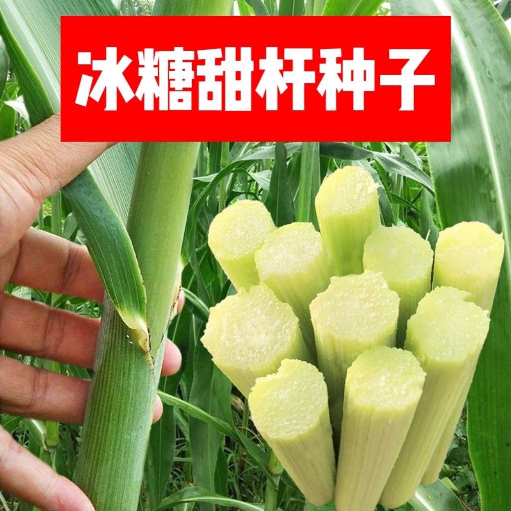 超甜甜杆种子春夏秋四季播甘甜多汁水果甜高粱杆籽北方小甘蔗孑