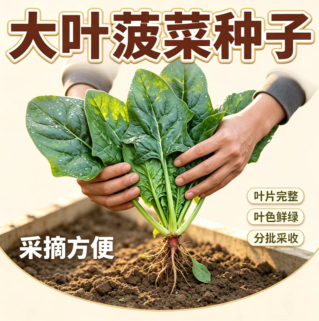 菠菜种籽居家阳台花盆小菜园撒播种植叶片肥厚家常食用蔬菜菜籽