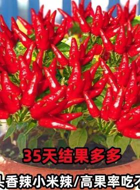 现摘特辣小米椒新鲜朝天椒指天椒剁椒蔬菜红辣椒小米辣鲜椒种子