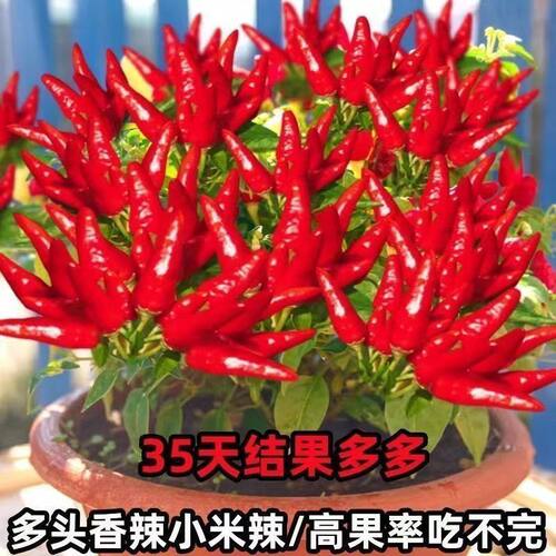 现摘特辣小米椒新鲜朝天椒指天椒剁椒蔬菜红辣椒小米辣鲜椒种子