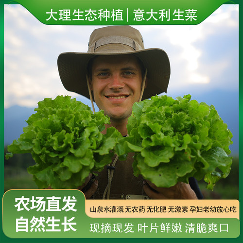 意大利生菜生态生吃顺丰凉拌现摘